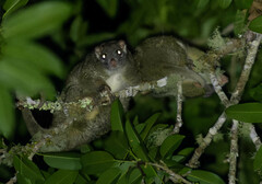 Pseudochirops archeri