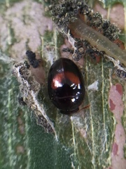 Austroporus doctus