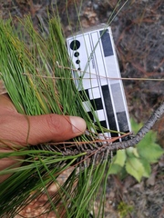 Pinus pseudostrobus