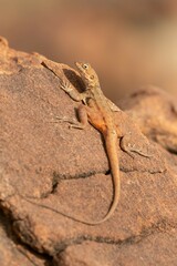 Rusty Crevice-Dragon photo 3