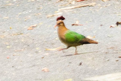 Chalcophaps longirostris