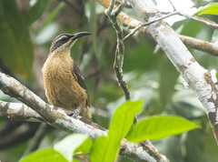 Ptiloris victoriae