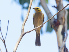 Ptilotula flavescens