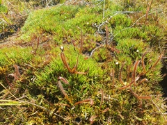 Drosera arcturi