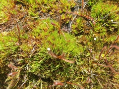 Drosera arcturi