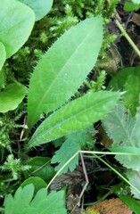 Cirsium heterophyllum