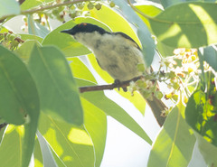 Melithreptus lunatus