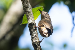 Colluricincla rufogaster