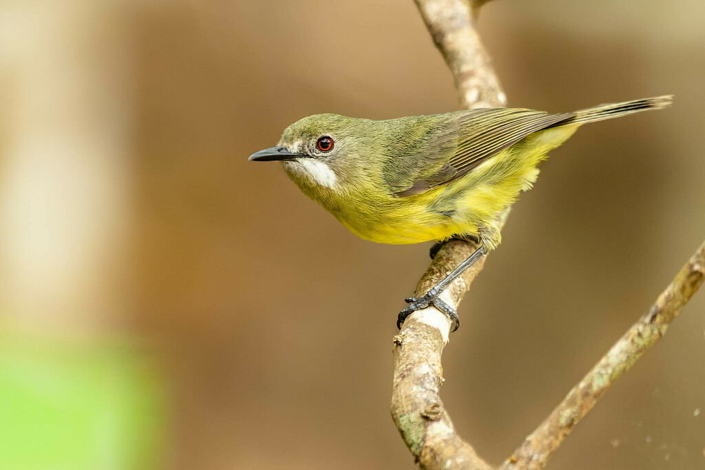 Fairy Gerygone (Gerygone palpebrosa) photo