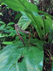 Anthurium crenatum