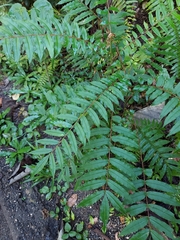 Zanthoxylum martinicense