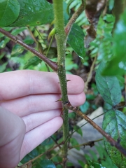 Zanthoxylum martinicense