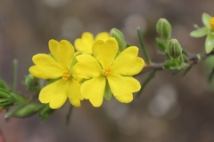 Hibbertia australis