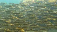 Helotes octolineatus