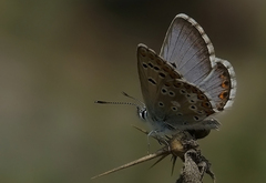 Aricia anteros crassipuncta
