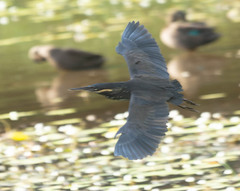 Ixobrychus flavicollis