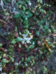 Ponthieva ventricosa