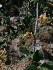 Cercocarpus macrophyllus