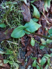 Ponthieva ventricosa