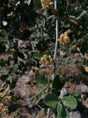 Cercocarpus macrophyllus