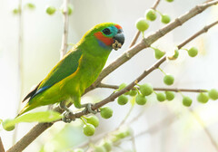 Cyclopsitta diophthalma