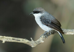 Eopsaltria pulverulenta