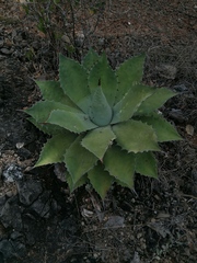 Agave seemanniana