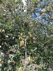 Cercocarpus macrophyllus