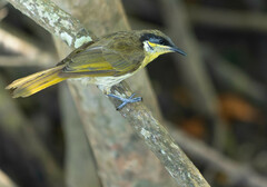 Gavicalis versicolor