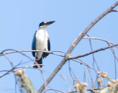 Todiramphus sordidus