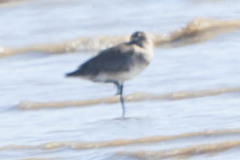 Limosa lapponica