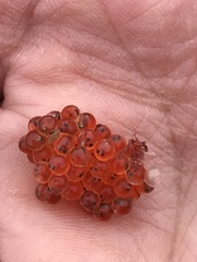 Aulorhynchus flavidus