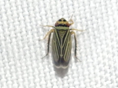 Amblysellus curtisii