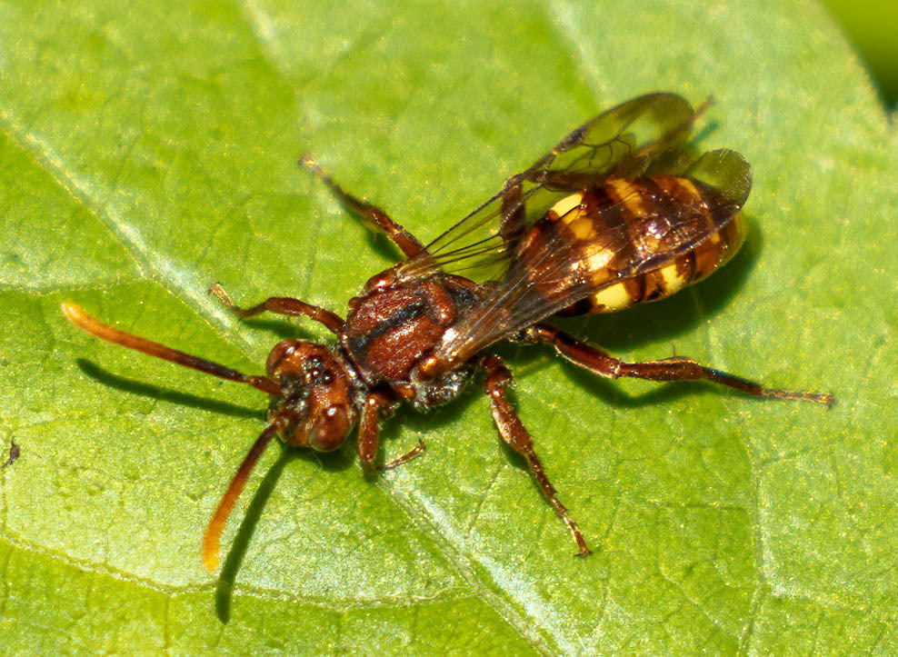 Yellow-banded Nomad