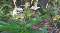 Chimaphila