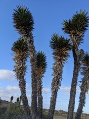 Yucca valida