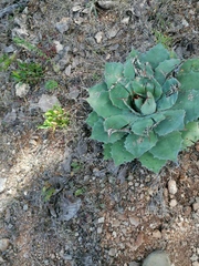 Agave potatorum