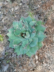 Agave potatorum