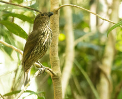 Scenopoeetes dentirostris