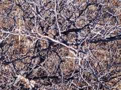 Mimosa aculeaticarpa