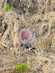 Cyanea versicolor