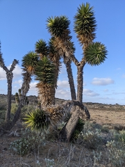 Yucca valida