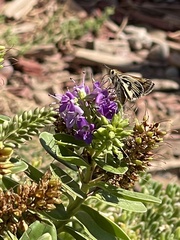 Hylephila fasciolata