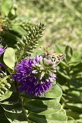 Hylephila fasciolata