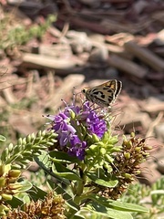 Hylephila fasciolata