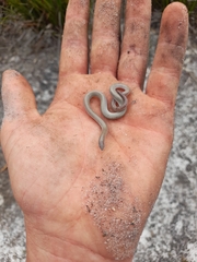 Aprasia striolata