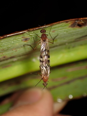 Sylvicola undulatus