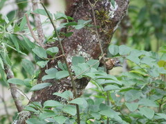 Picumnus nebulosus