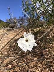 Ipomoea pauciflora