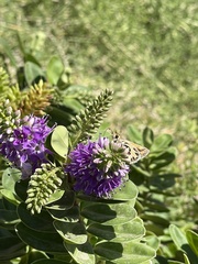 Hylephila fasciolata